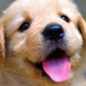 Meet your Posher, Ella